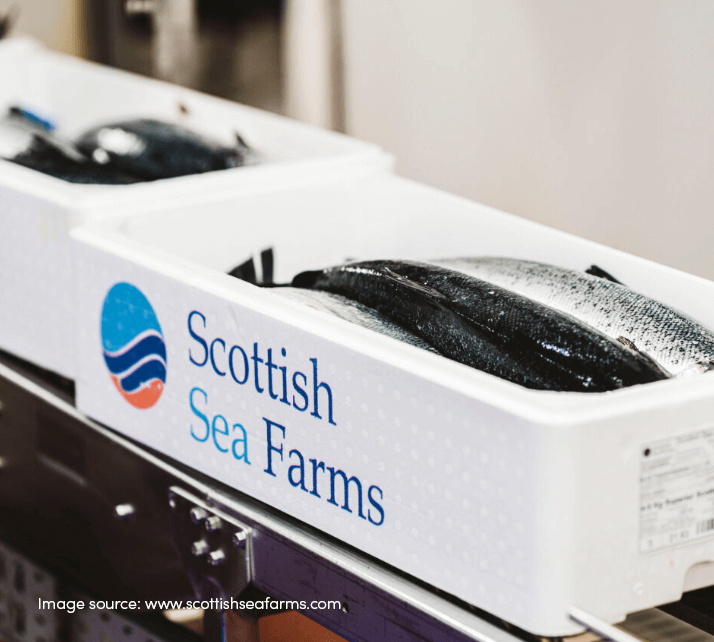 Scottish sea farms fish